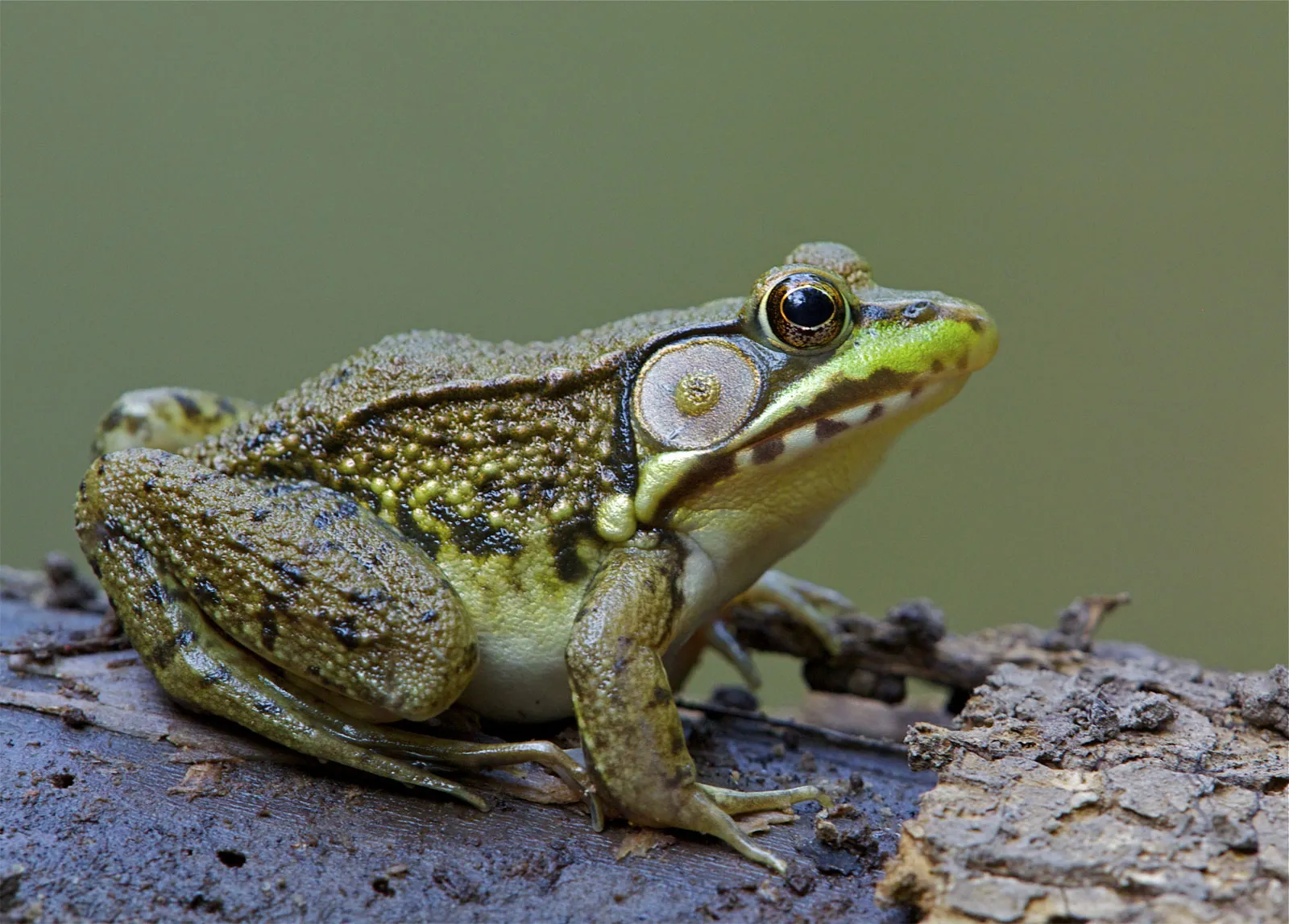 Frog User Logo